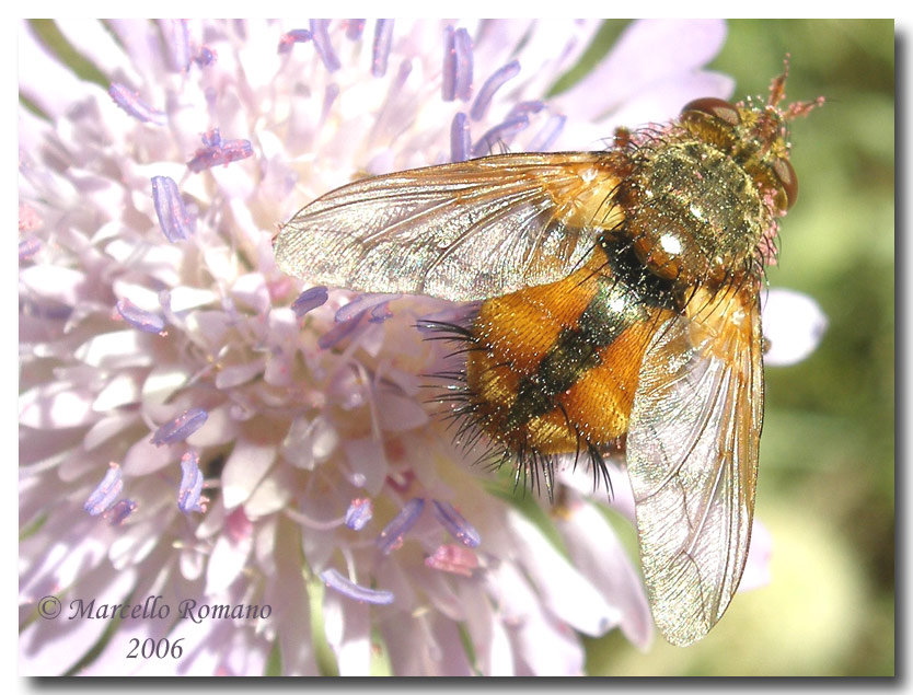 Tachina fera, il bel Dittero parassita di farfalle notturne